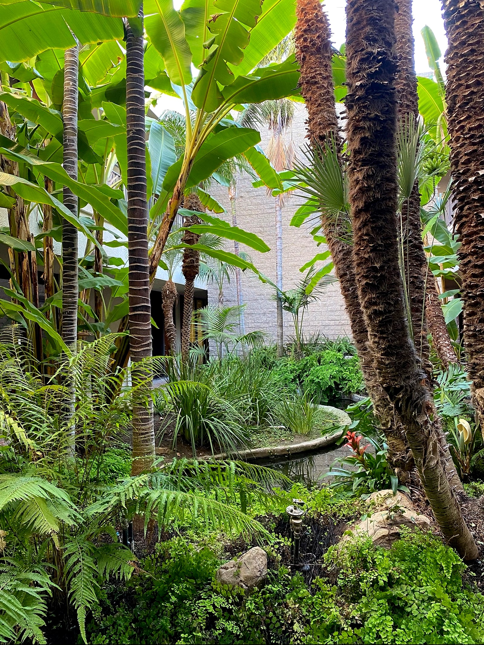 Palms, banana leaves and ferns around a small pond in a garden courtyard